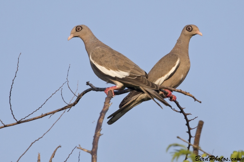 Bare-eyed Pigeon