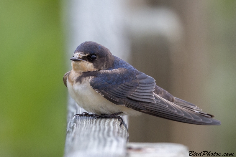 Barn Swallow