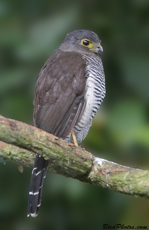 Barred Forest Falcon