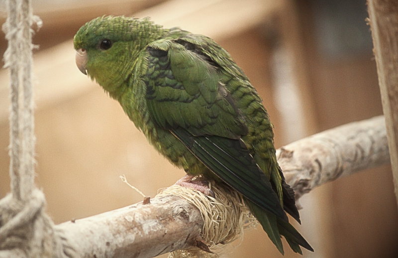 Barred Parakeet