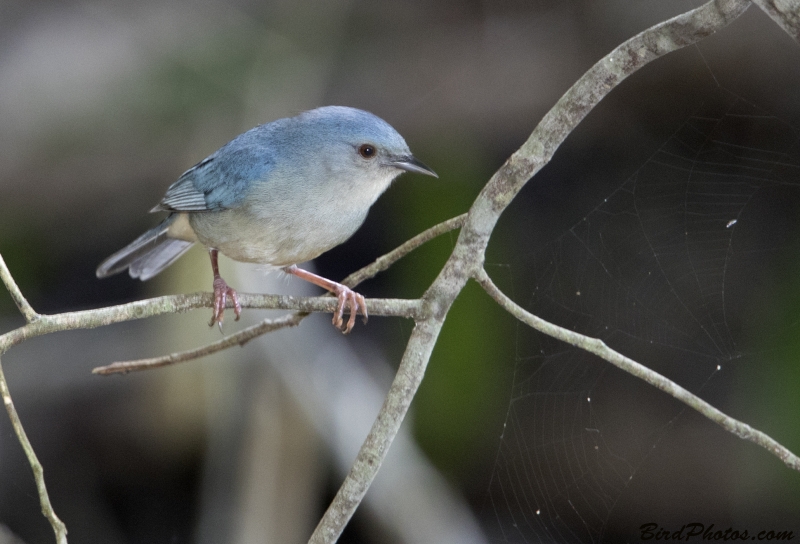 Bicolored Conebill