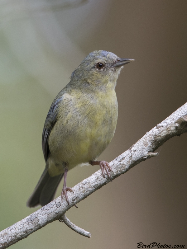 Bicolored Conebill