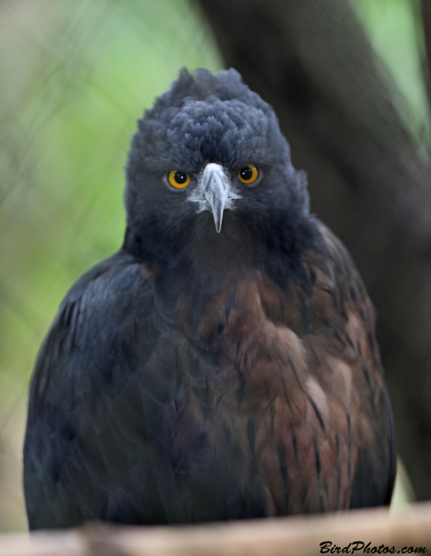 Black-and-chestnut Eagle