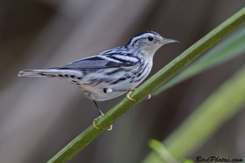 Black-and-white Warbler