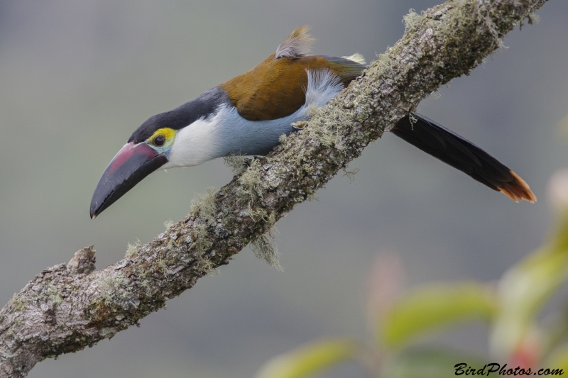 Black-billed Mountain Toucan