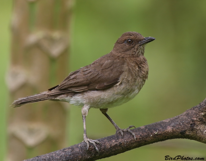 Black-billed Thrush