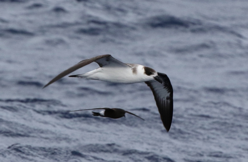 Black-capped Petrel