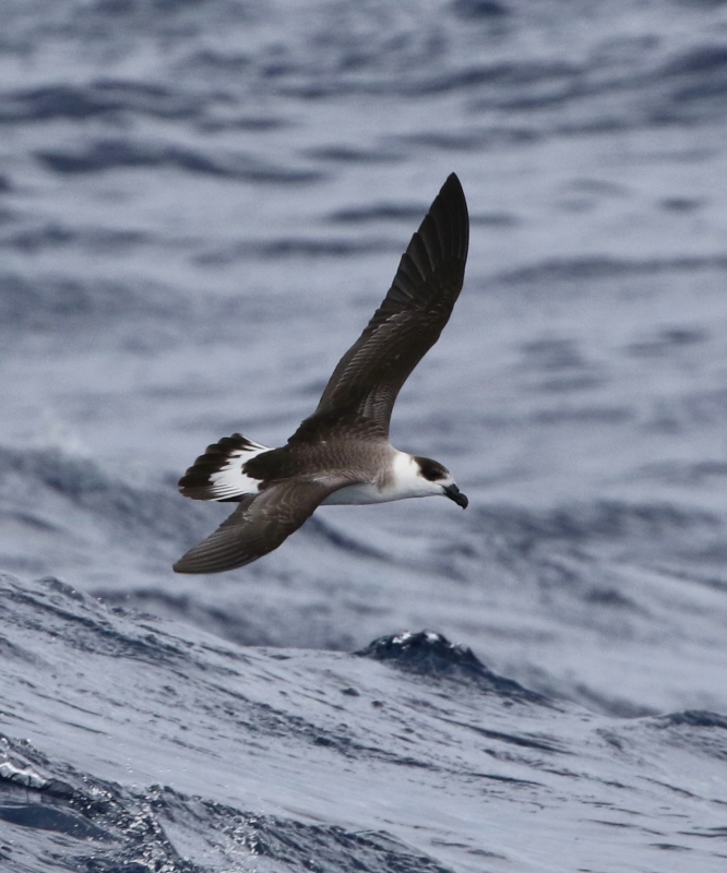 Black-capped Petrel