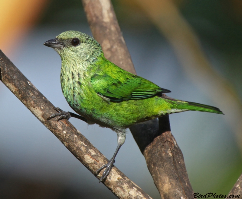 Black-capped Tanager