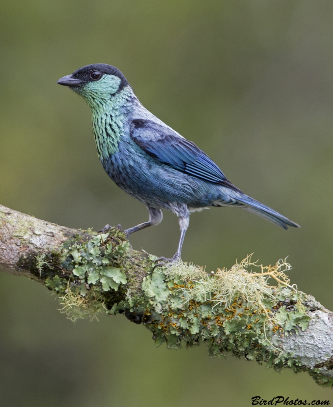 Black-capped Tanager