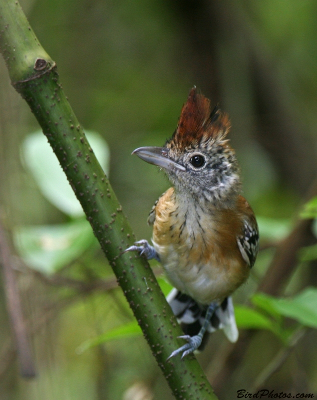 Black-crested Antshrike