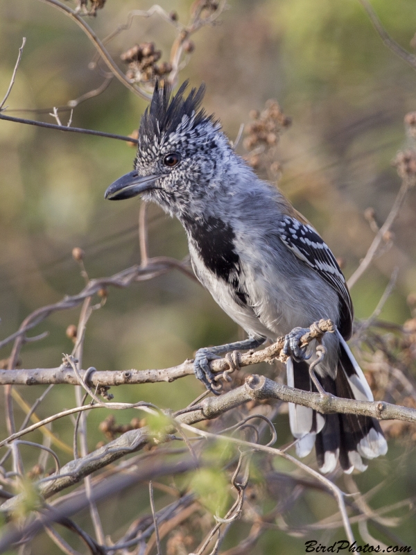 Black-crested Antshrike