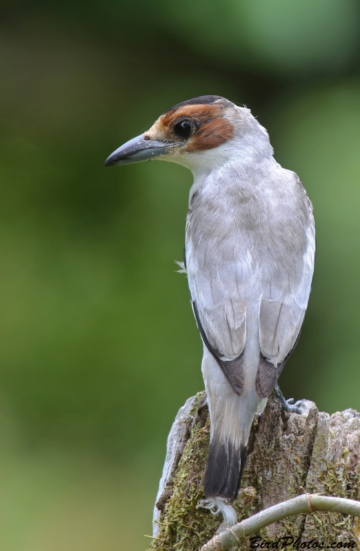 Black-crowned Tityra