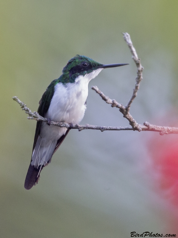 Black-eared Fairy