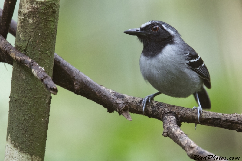 Black-faced Antbird