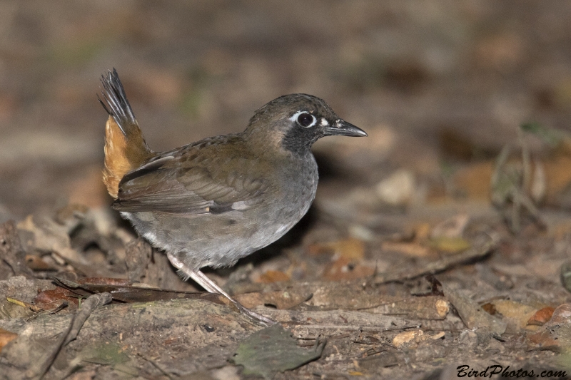 Black-faced Antthrush