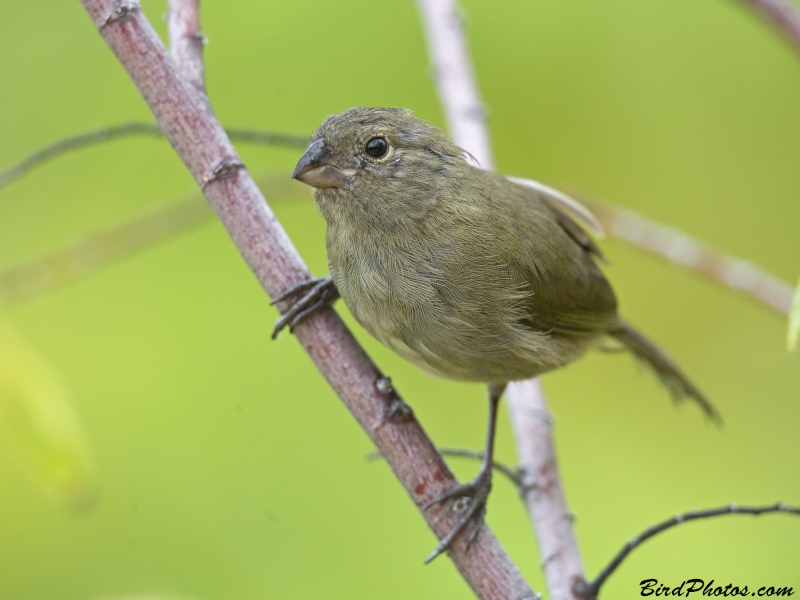 Black-faced Grassquit