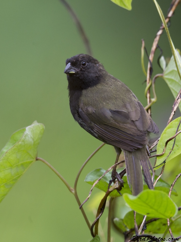 Black-faced Grassquit