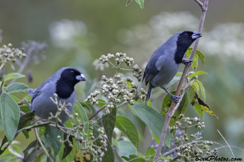 Black-faced Tanager