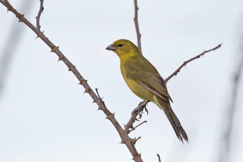 Black-faced Tanager