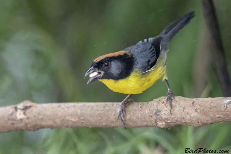 Black-fronted Brushfinch