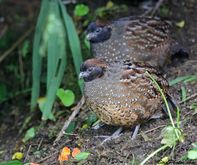 Black-fronted Wood Quail