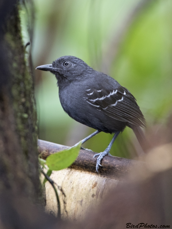 Black-headed Antbird