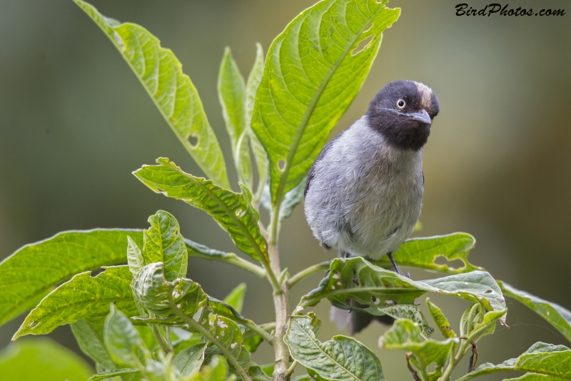 Black-headed Hemispingus