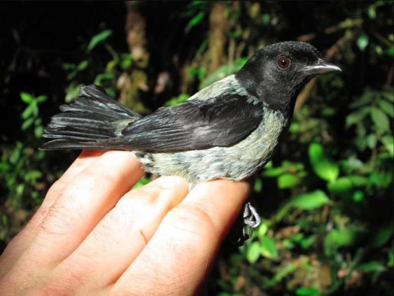 Black-headed Tanager