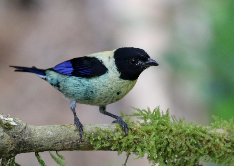 Black-headed Tanager