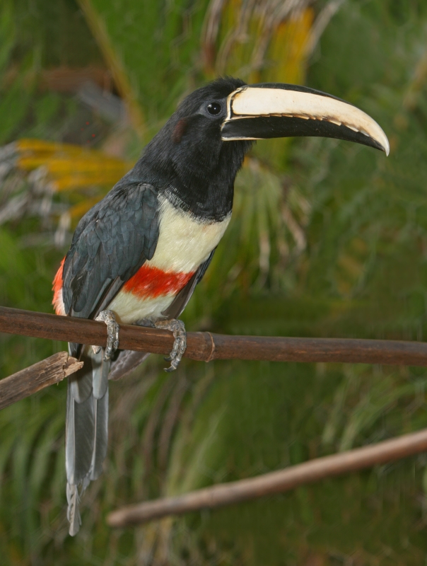 Black-necked Aracari