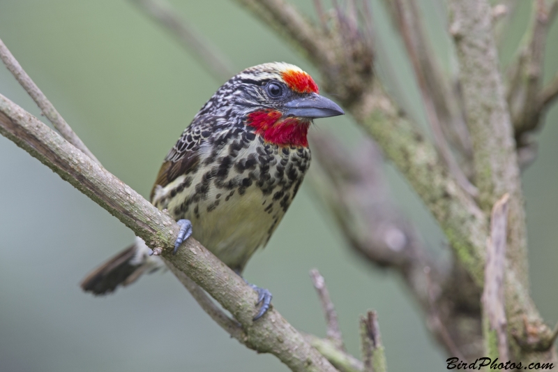 Black-spotted Barbet