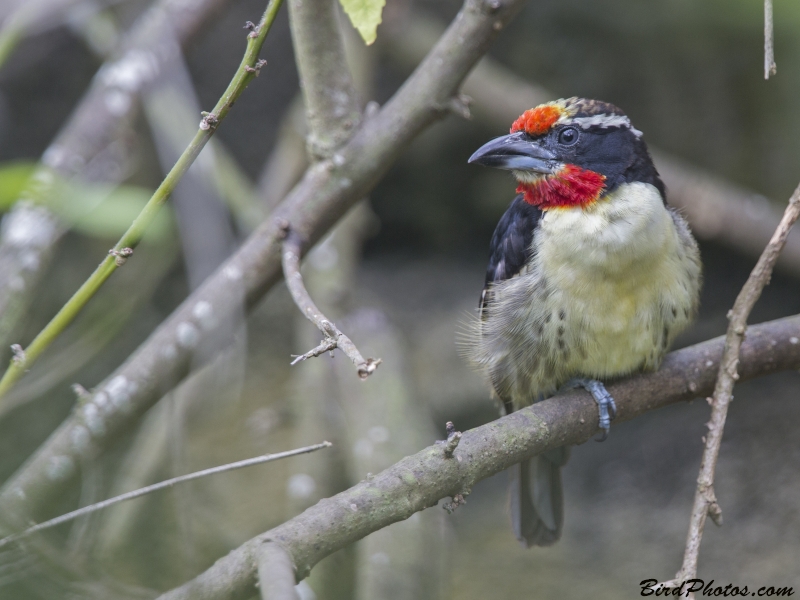 Black-spotted Barbet