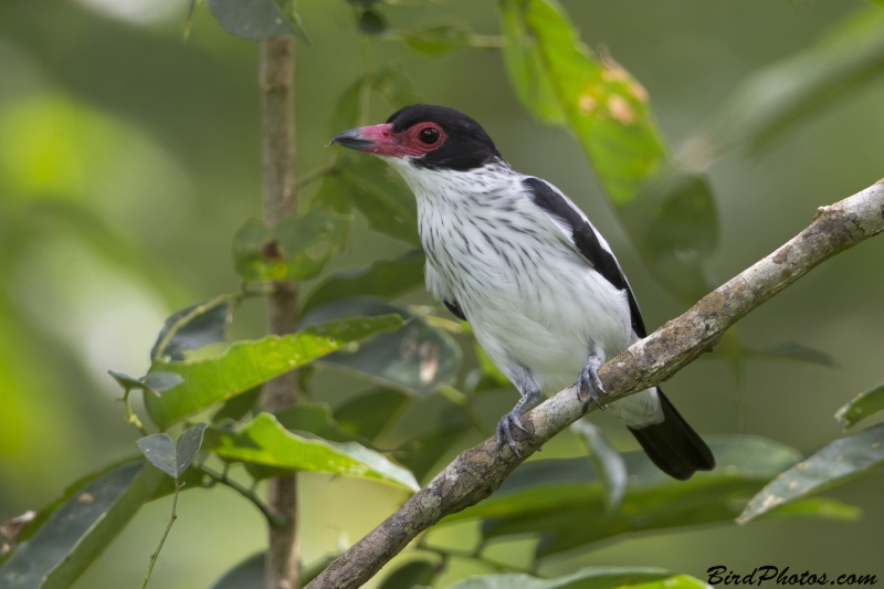 Black-tailed Tityra