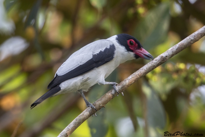 Black-tailed Tityra