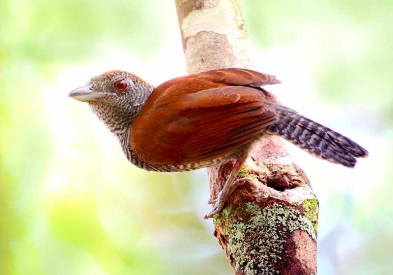 Black-throated Antshrike