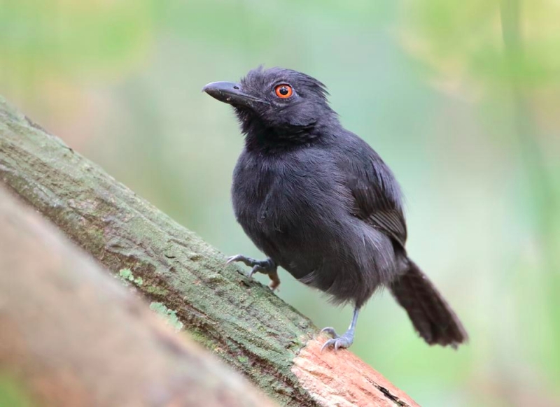 Black-throated Antshrike