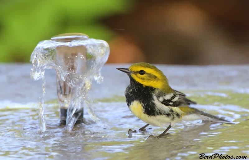 Black-throated Green Warbler