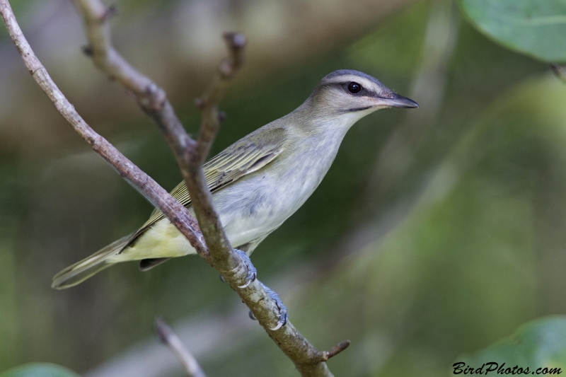 Black-whiskered Vireo