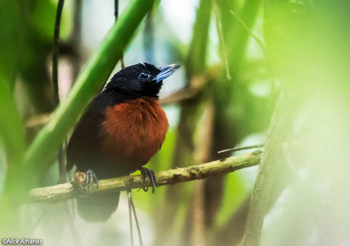 Black Bushbird