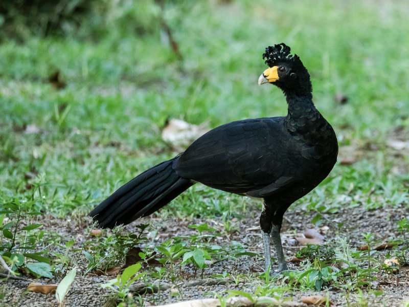 Black Curassow