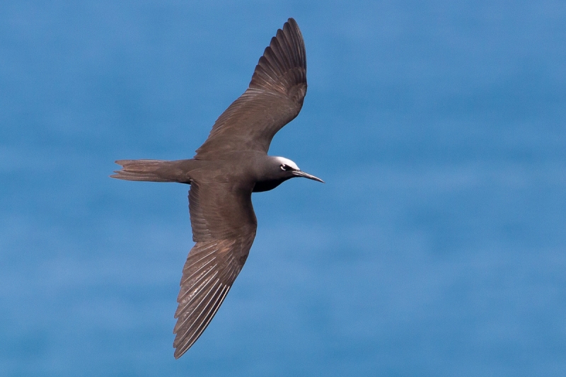 Black Noddy