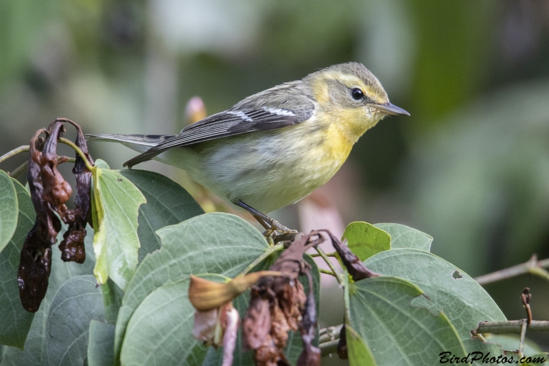 Blackburnian Warbler