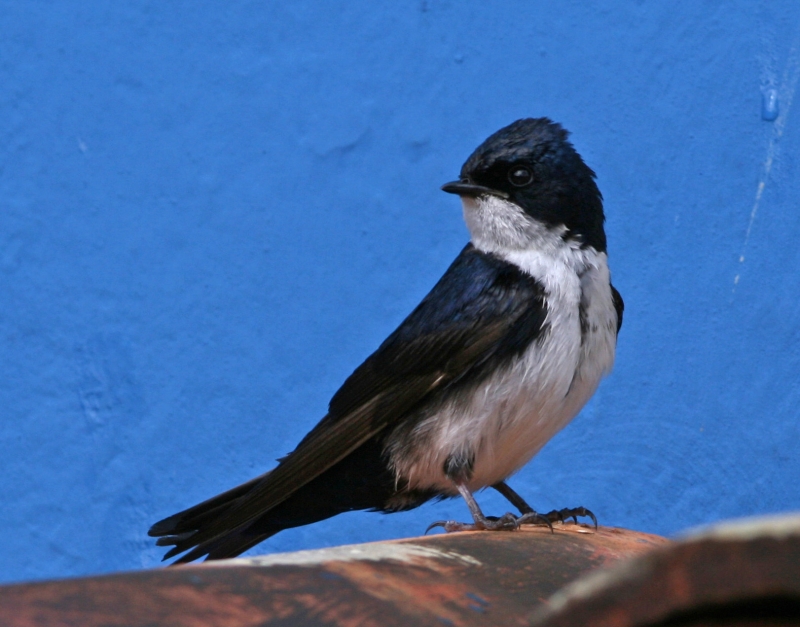 Blue-and-white Swallow