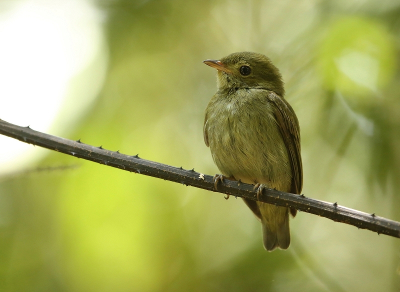 Blue-backed Manakin