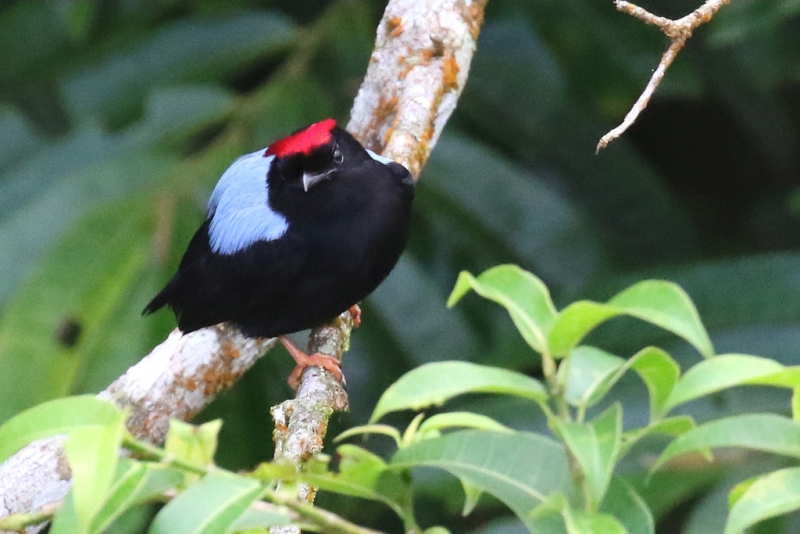 Blue-backed Manakin