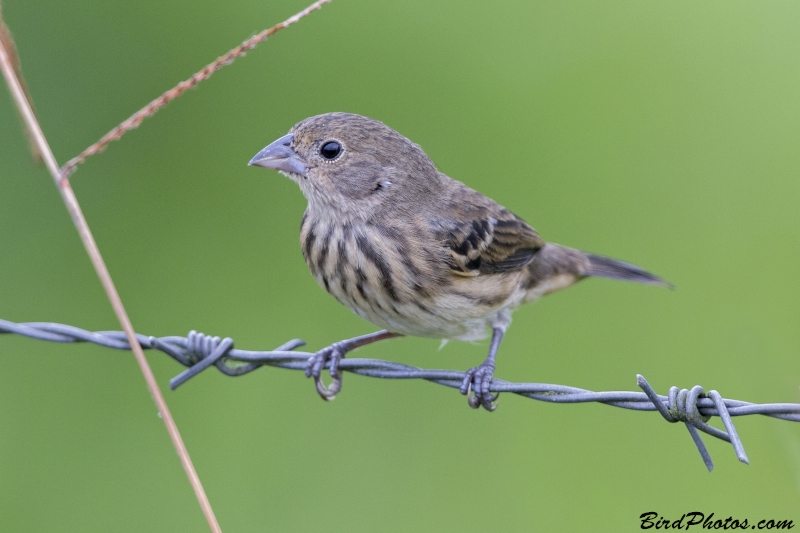 Blue-black Grassquit