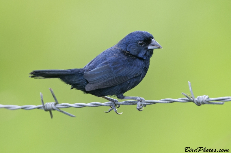 Blue-black Grassquit