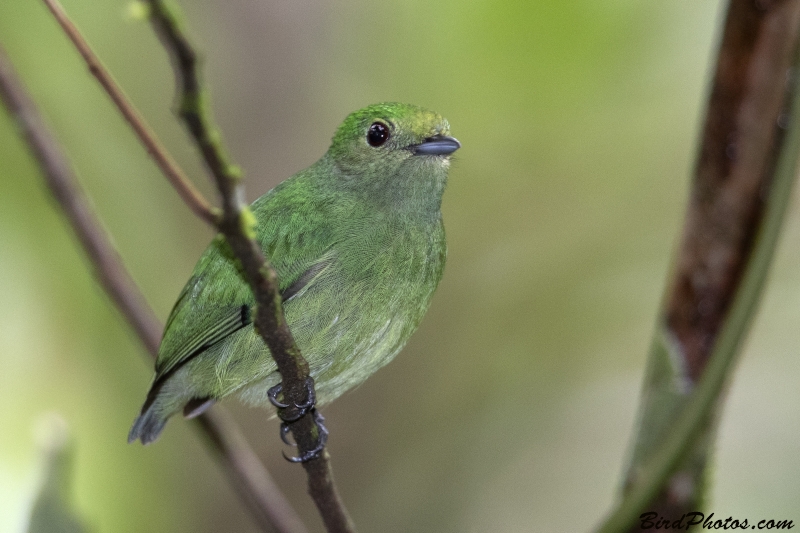 Blue-capped Manakin