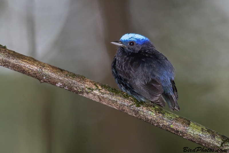 Blue-capped Manakin